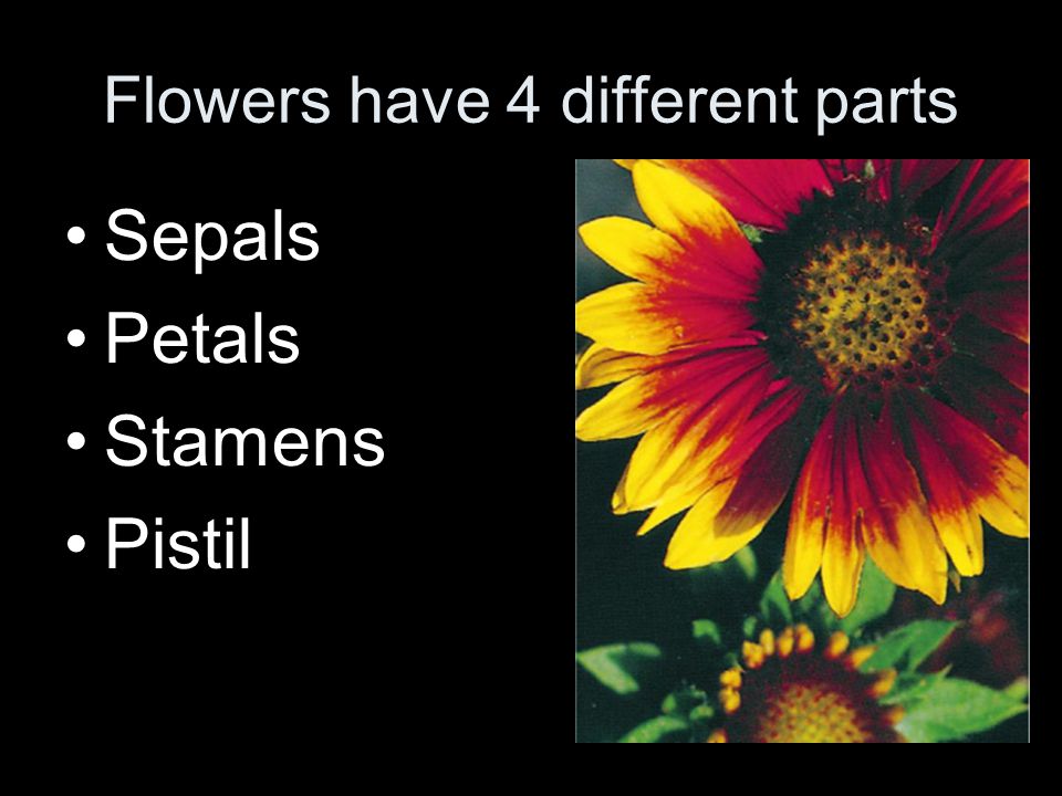 Flowers have 4 different parts