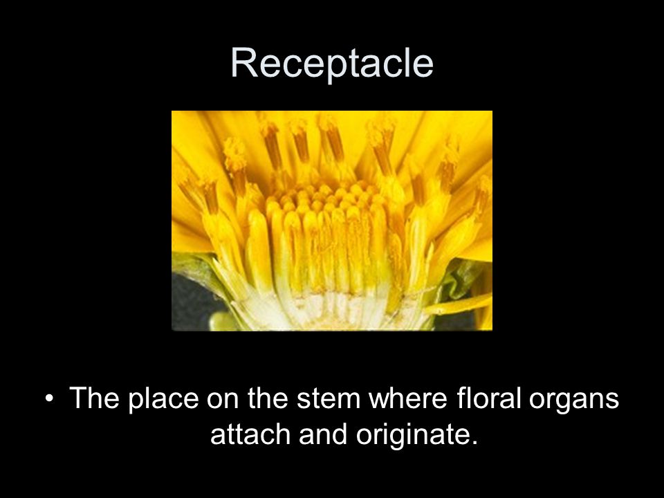 The place on the stem where floral organs attach and originate.