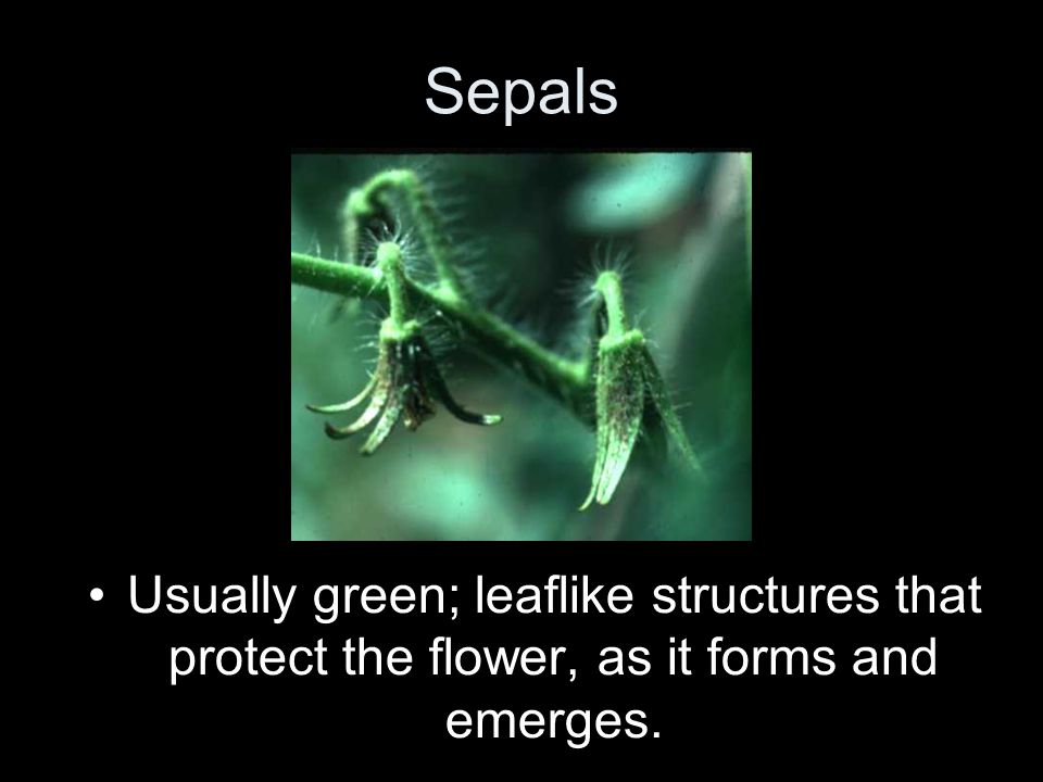 Sepals Usually green; leaflike structures that protect the flower, as it forms and emerges.