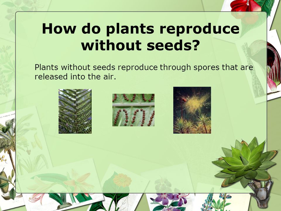Flower Dissection Activity Ppt Video Online Download