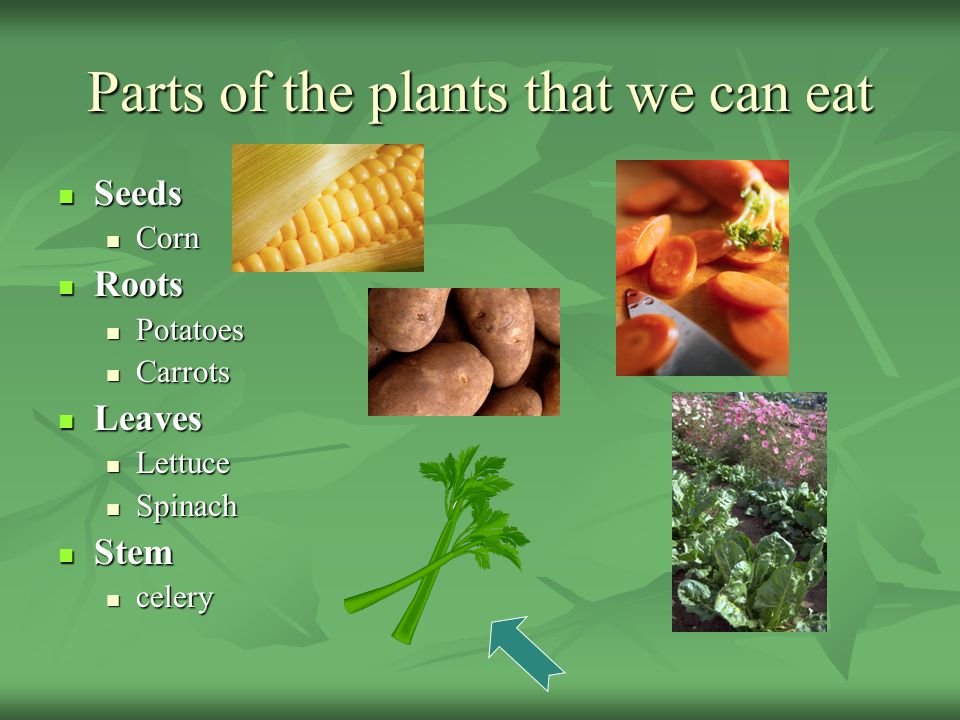 We eat перевод. The Plants Parts we eat. Црфе зфкеы ща Здфтеы ВЩ цу фуе. Plants we eat. Which Parts of the Plant do we eat.