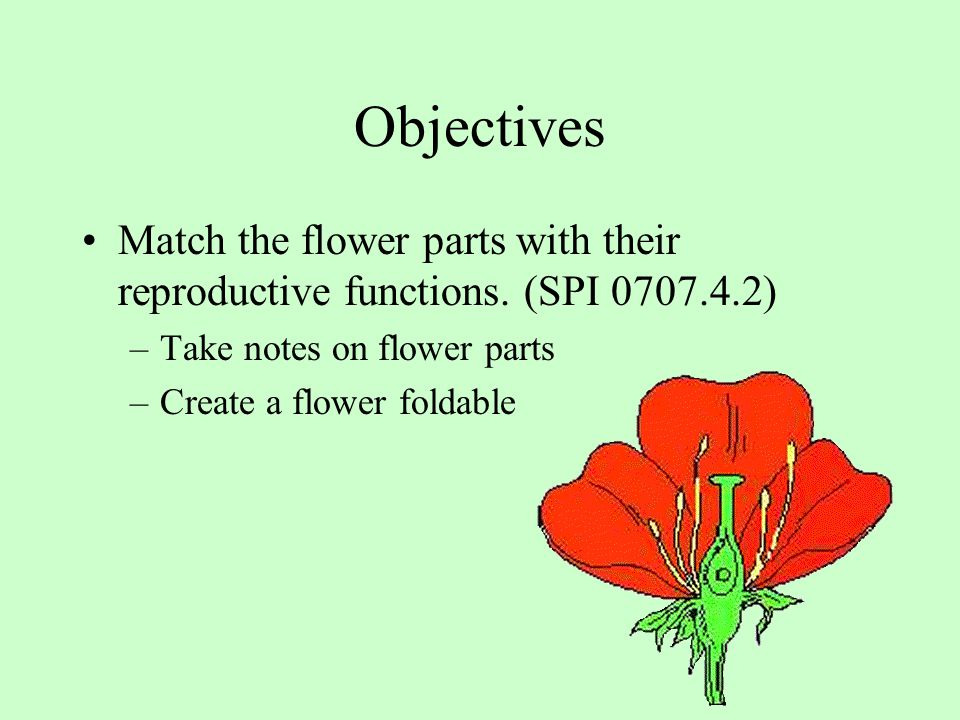 Objectives Match the flower parts with their reproductive functions. (SPI ) Take notes on flower parts.