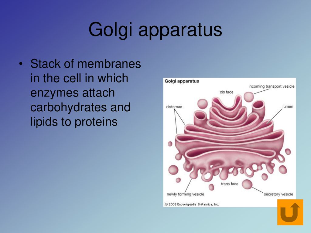 Click on a cell to begin Animal Cell Plant Cell Biology Diagrams