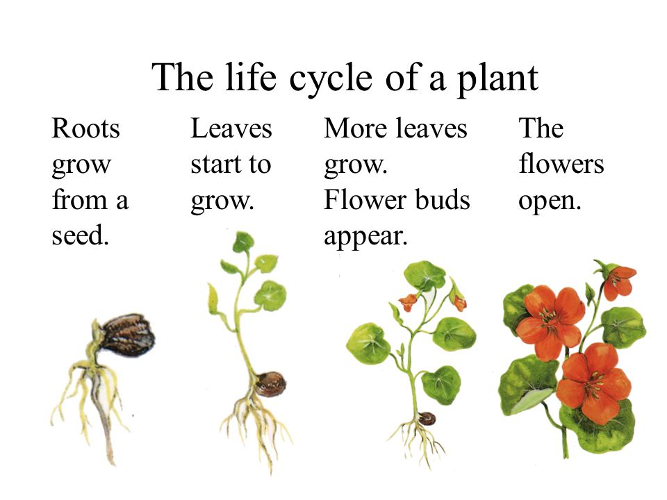 Plant cycle. Части растения на английском. Строение растения на английском. Растения на английском языке с переводом. Plant на английском.