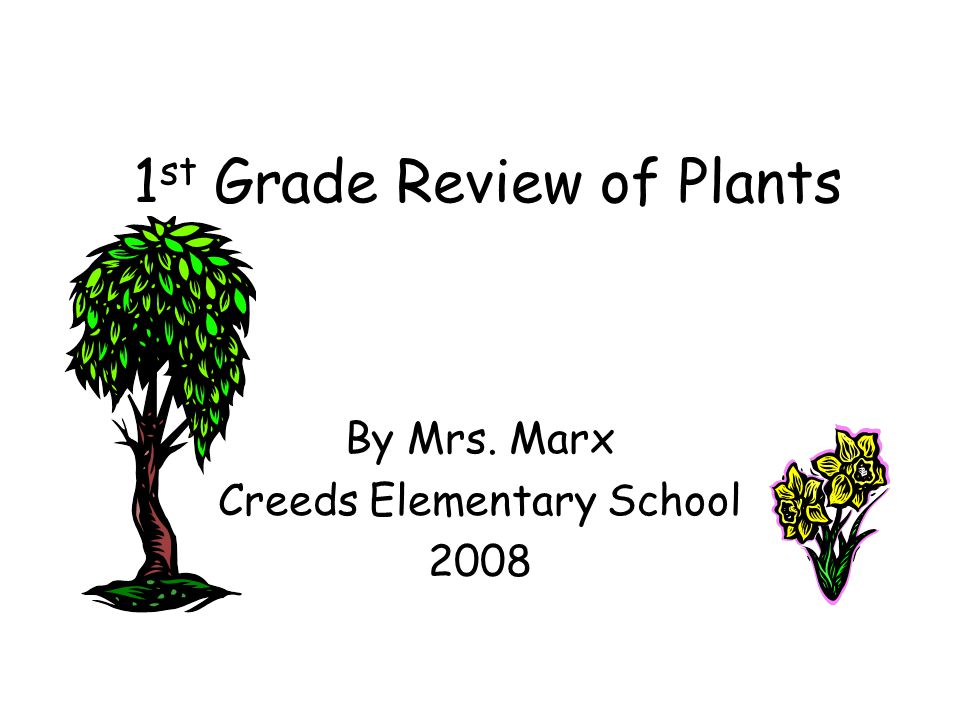 1st Grade Review of Plants
