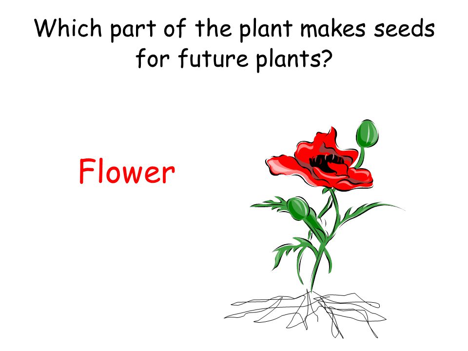 Which part of the plant makes seeds for future plants
