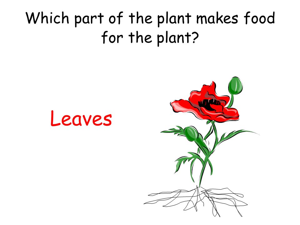 Which part of the plant makes food for the plant