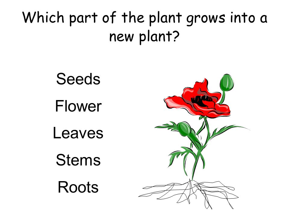 Which part of the plant grows into a new plant