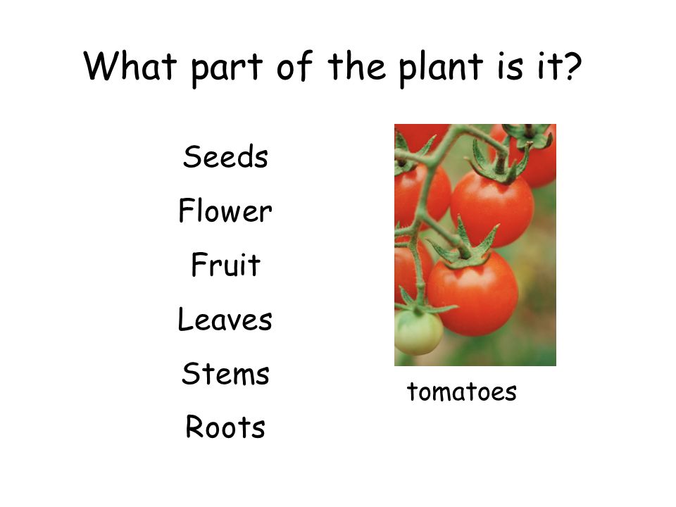 What part of the plant is it