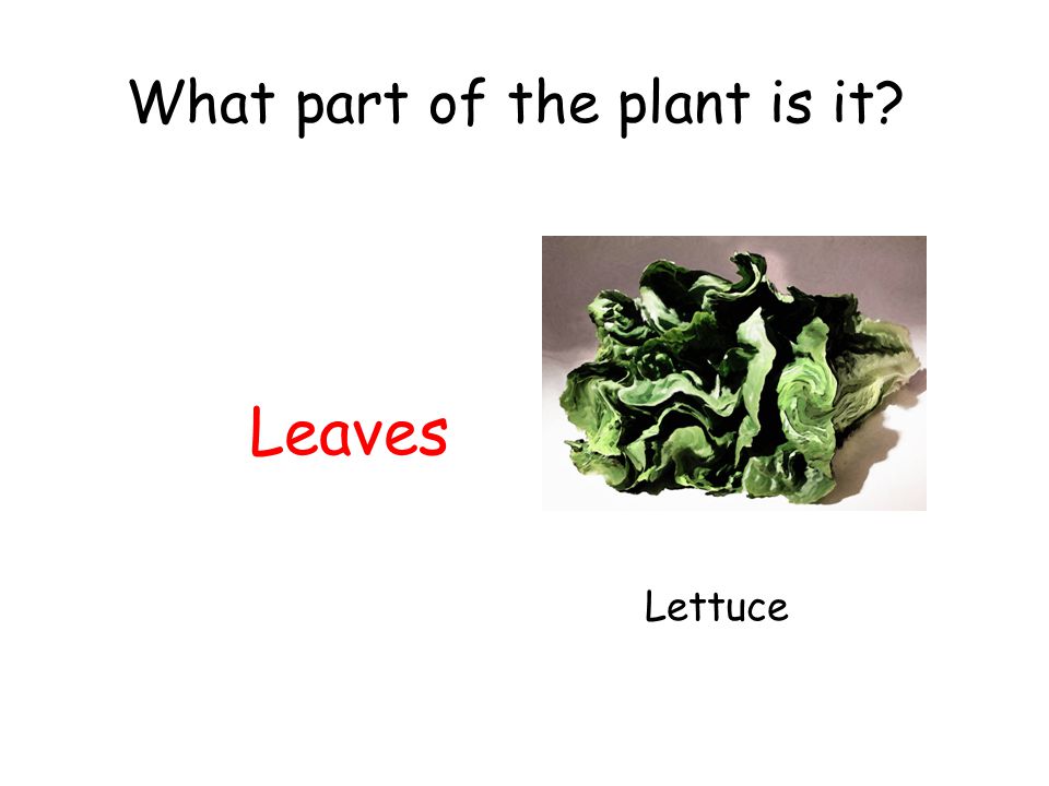 What part of the plant is it