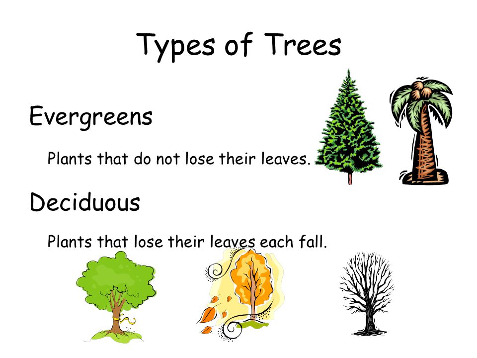 Types of Trees Evergreens Deciduous