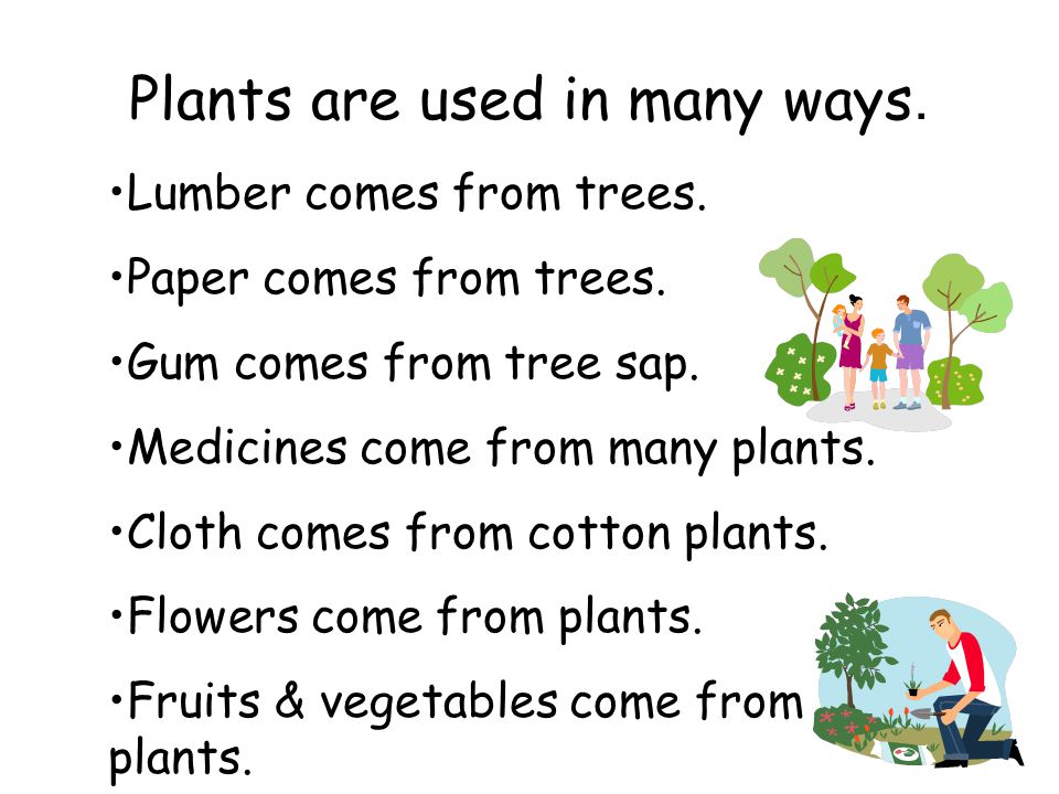Plants are used in many ways.
