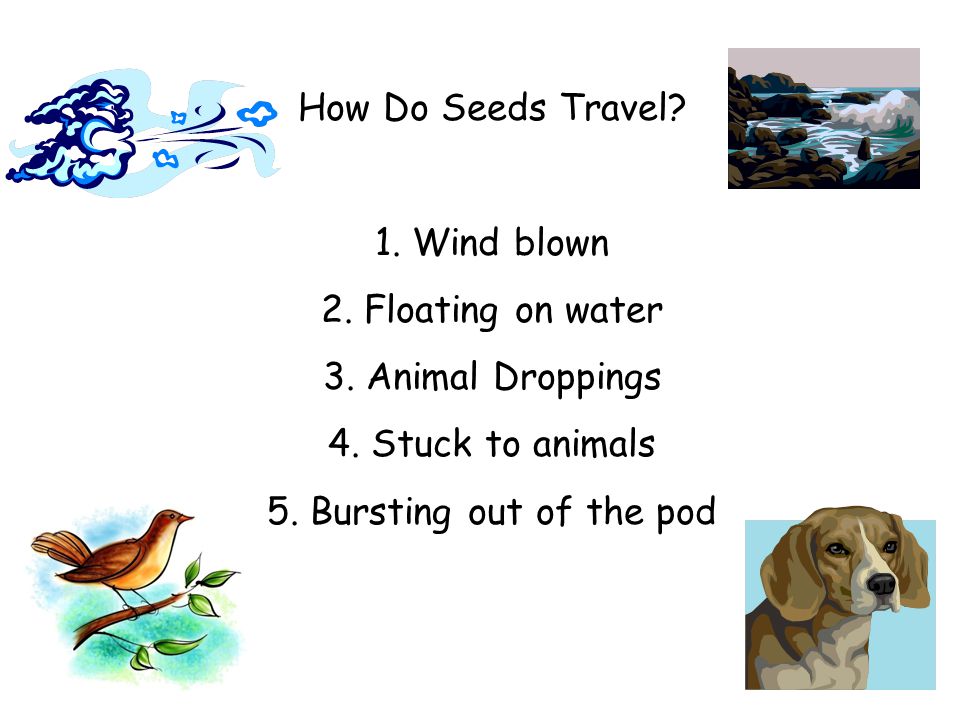 How Do Seeds Travel 1. Wind blown. 2. Floating on water. 3. Animal Droppings. 4. Stuck to animals.