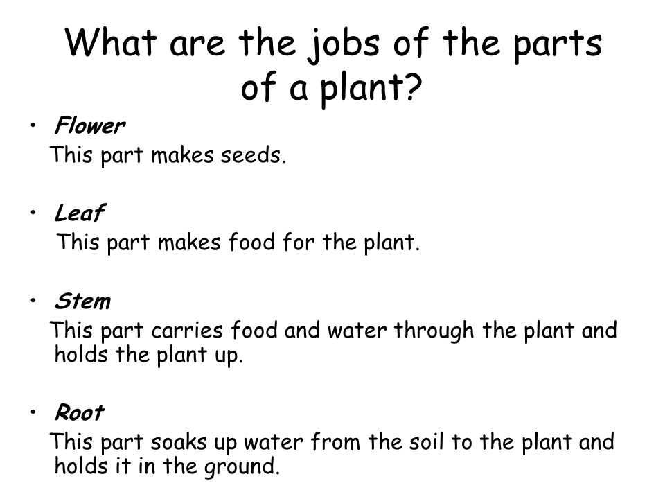 What are the jobs of the parts of a plant
