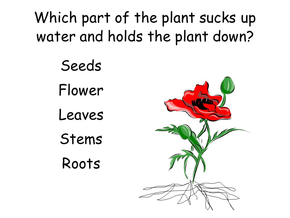 Which part of the plant sucks up water and holds the plant down