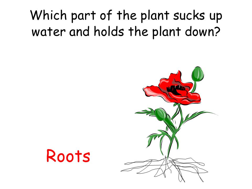 Which part of the plant sucks up water and holds the plant down