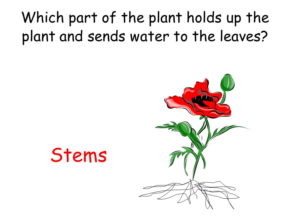 Which part of the plant holds up the plant and sends water to the leaves