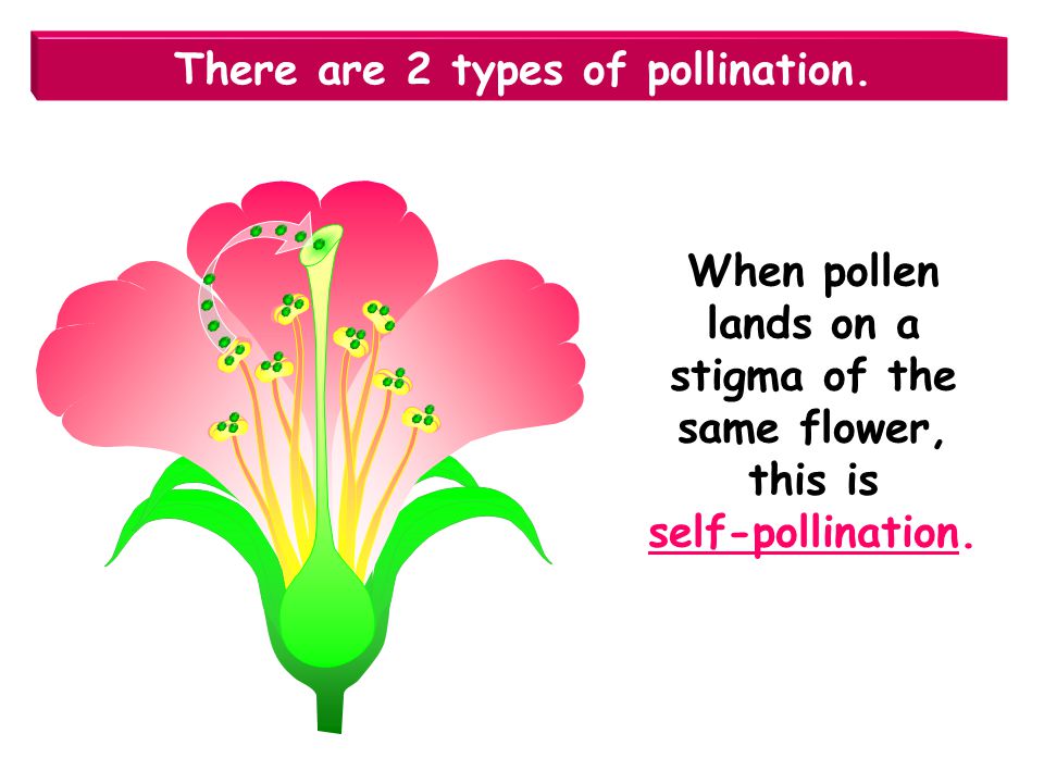 There are 2 types of pollination.