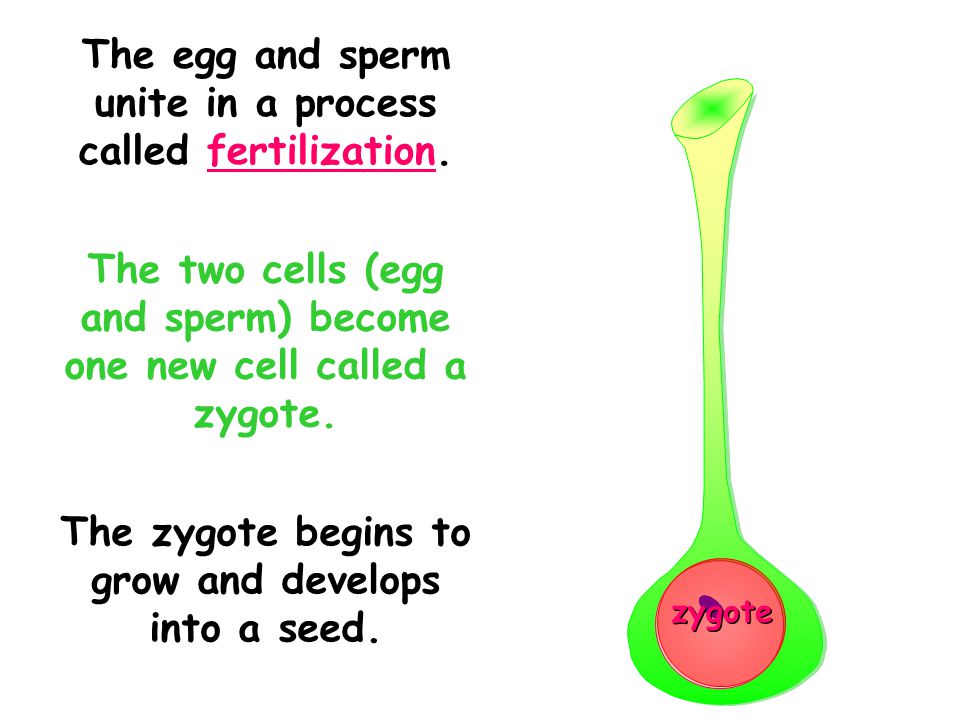 The egg and sperm unite in a process called fertilization.
