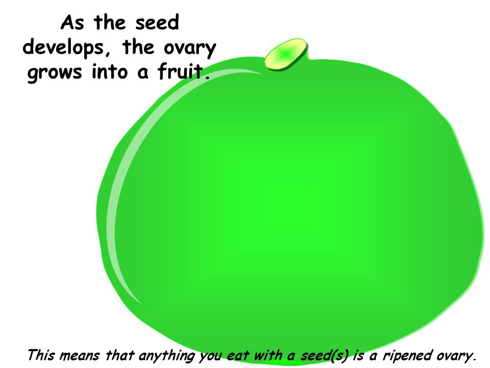As the seed develops, the ovary grows into a fruit.