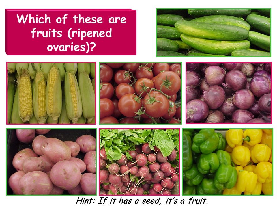 Which of these are fruits (ripened ovaries)