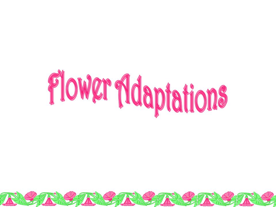 Flower Adaptations