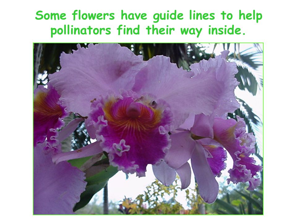 Some flowers have guide lines to help pollinators find their way inside.