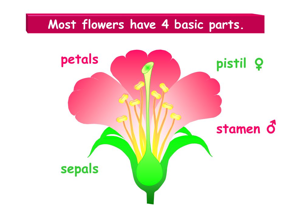 Most flowers have 4 basic parts.