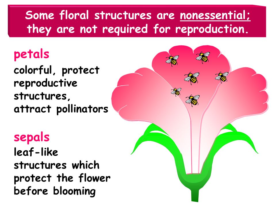 Some floral structures are nonessential; they are not required for reproduction.