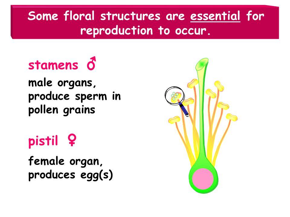 Some floral structures are essential for reproduction to occur.