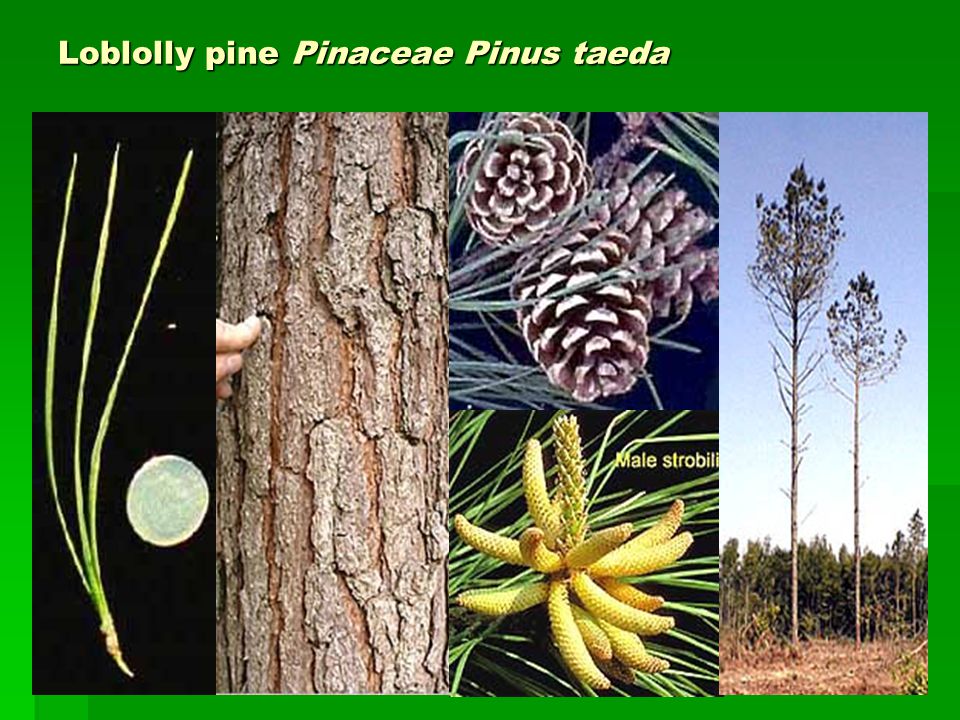 Loblolly pine Pinaceae Pinus taeda