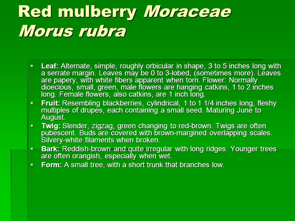 Red mulberry Moraceae Morus rubra