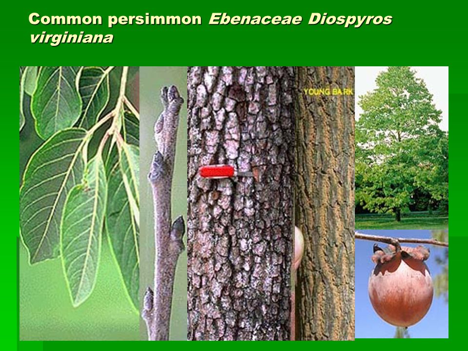 Common persimmon Ebenaceae Diospyros virginiana