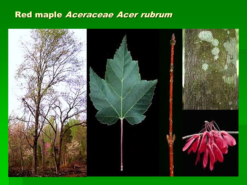 Red maple Aceraceae Acer rubrum