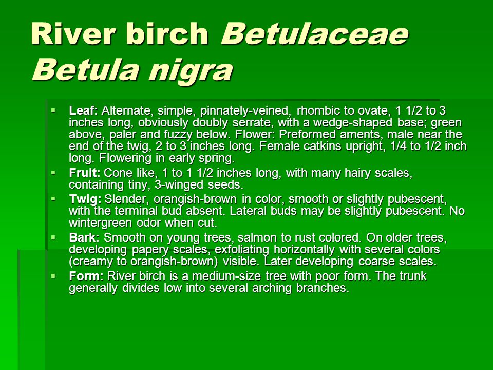 River birch Betulaceae Betula nigra