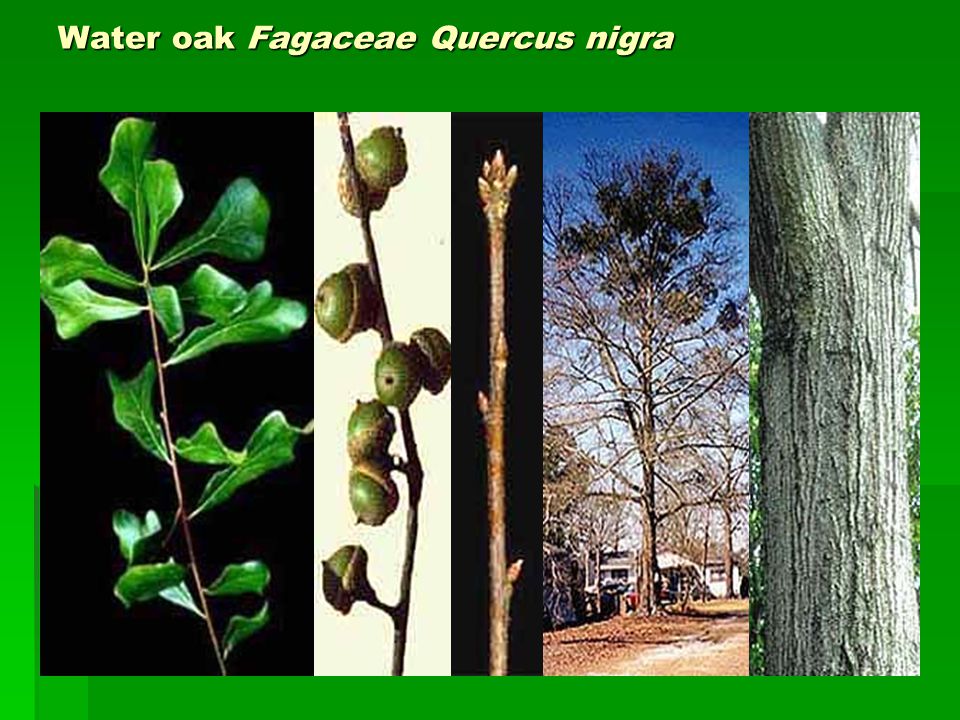 Water oak Fagaceae Quercus nigra