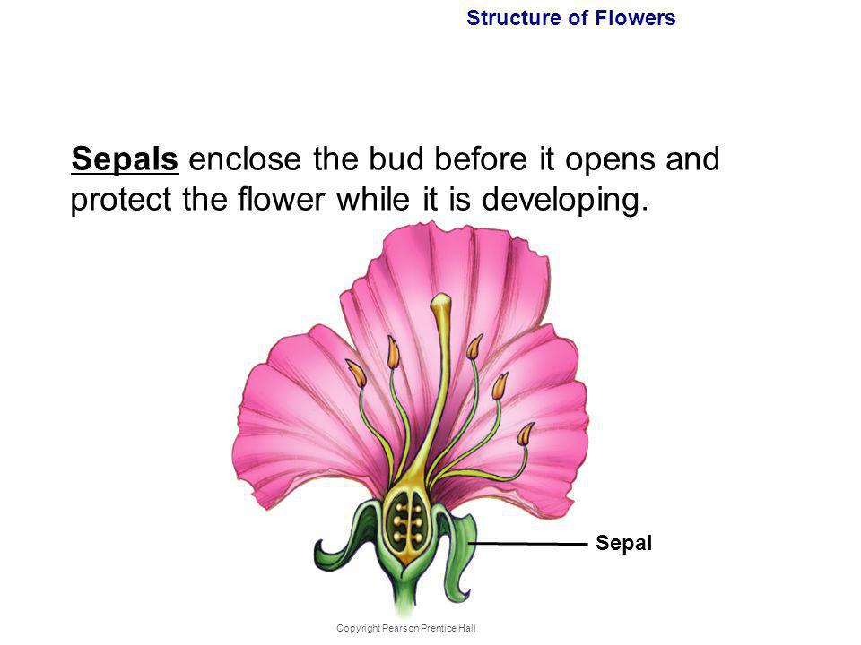 Reproduction of flower plants Watch Video Below - ppt download