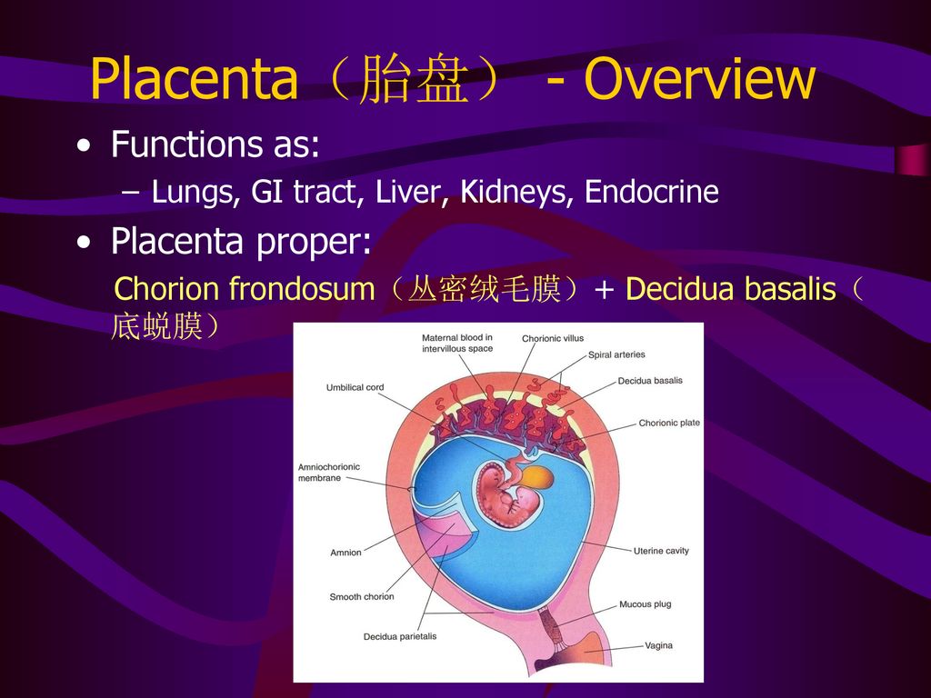 Fetal Membranes Placenta And Twinning Ppt Download