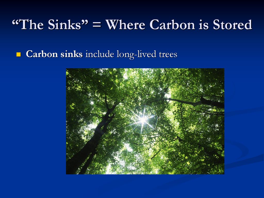 The Sinks = Where Carbon is Stored