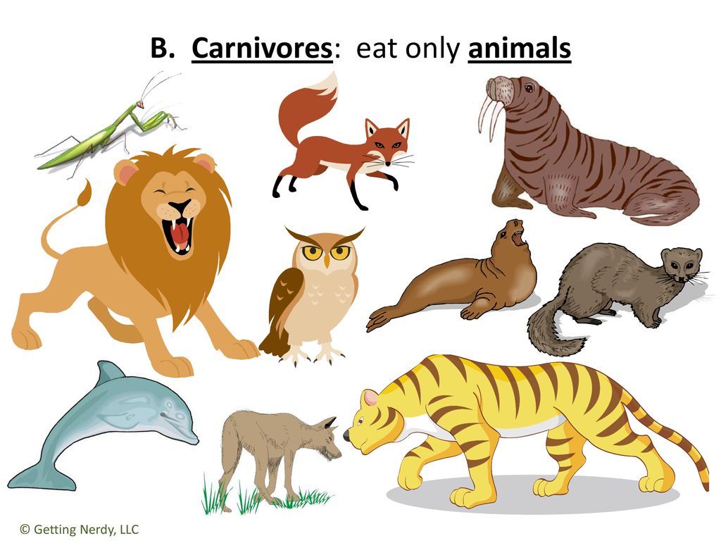 Animal organism. Плотоядные животные которые есть. Плотоядные организмы. Плодоядные это какие животные.