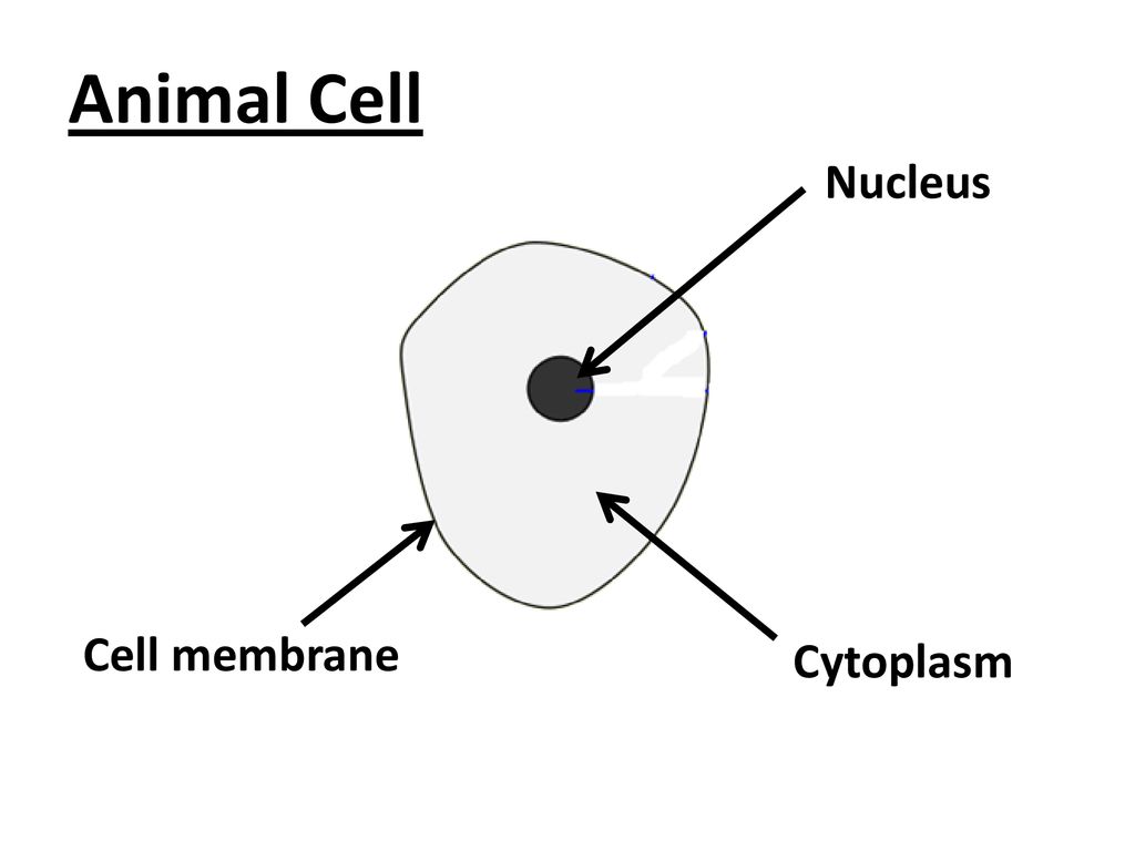 Animal Cell Nucleus Cell membrane Cytoplasm