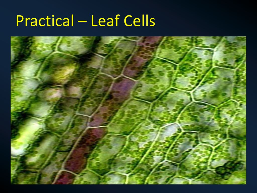 Practical – Leaf Cells
