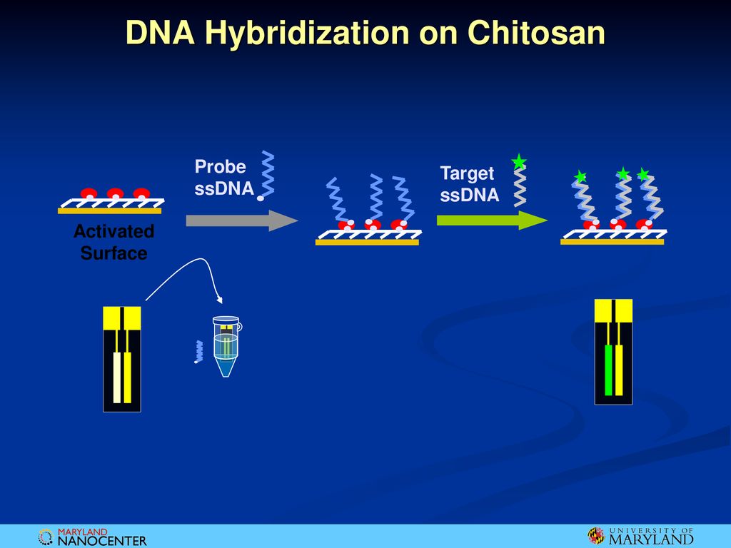 DNA conjugation and reversibility on chitosan surfaces - ppt download