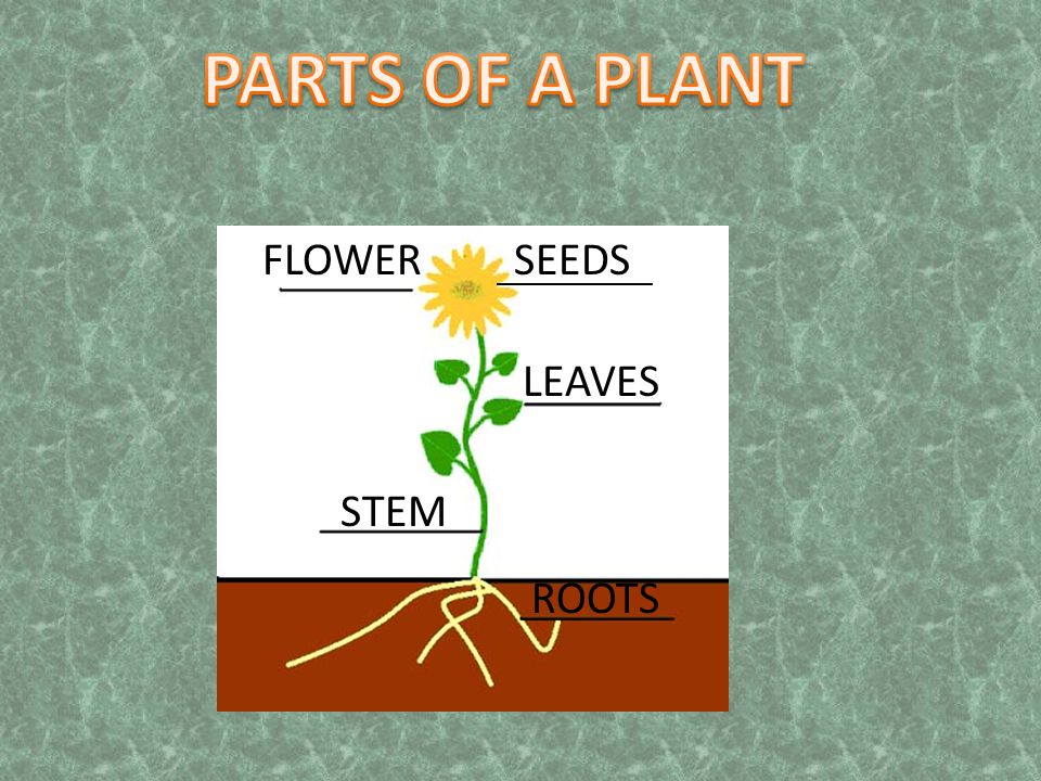 PARTS OF A PLANT FLOWER SEEDS ____________ LEAVES STEM ROOTS