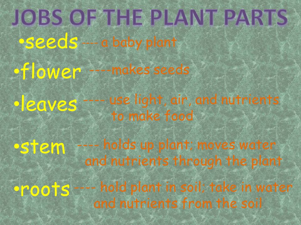 JOBS OF THE PLANT PARTS seeds flower leaves stem roots