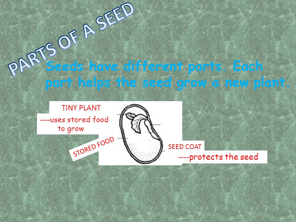 PARTS OF A SEED Seeds have different parts. Each