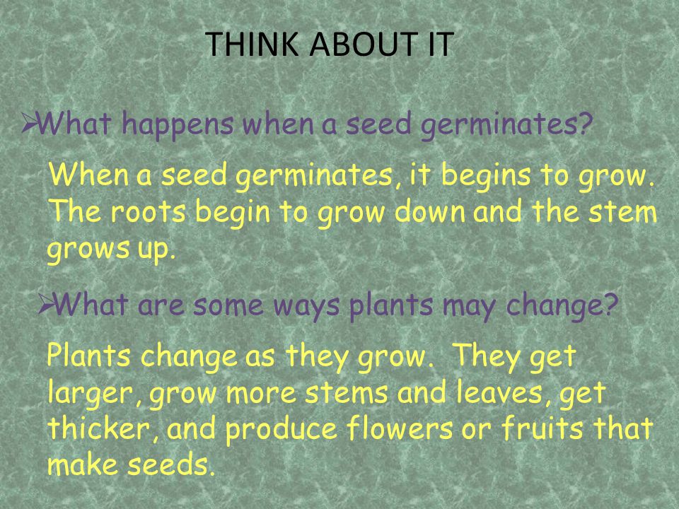 THINK ABOUT IT What happens when a seed germinates
