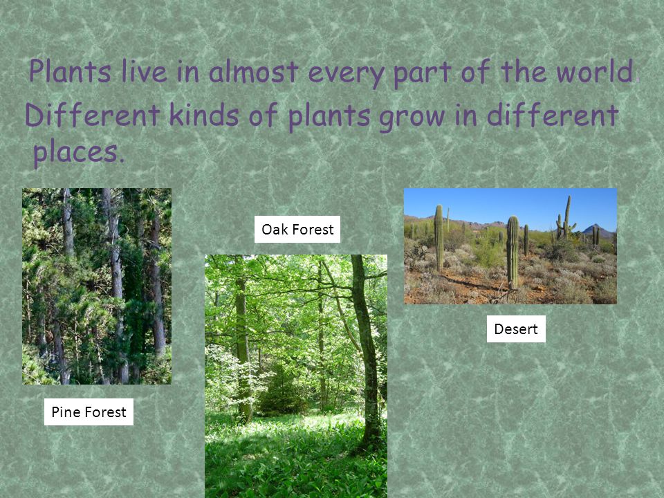 Plants live in almost every part of the world.