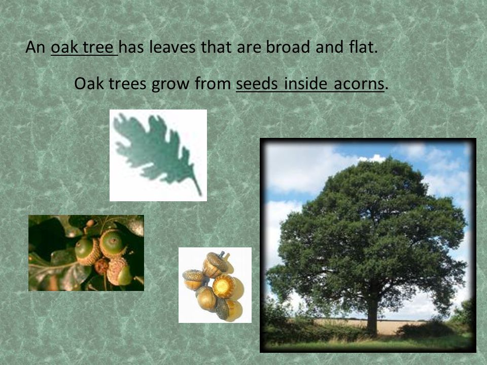An oak tree has leaves that are broad and flat.