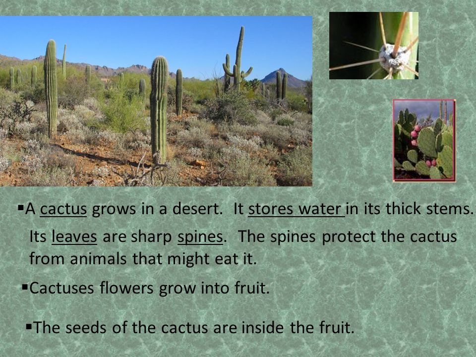 A cactus grows in a desert. It stores water in its thick stems.